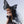 Load image into Gallery viewer, Lolita Butterfly Wings Yv31559