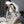 Load image into Gallery viewer, CHEONGSAM UNIFORM KF83980