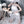 Load image into Gallery viewer, Summer lace sexy nightdress yc23071