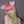 Load image into Gallery viewer, Elf girl gradient wig yc24786