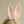 Load image into Gallery viewer, Lolita Rabbit ear headband yc24627