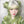 Load image into Gallery viewer, lolita green gradient wig yc22173