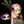 Load image into Gallery viewer, Halloween Masquerade Mask YC21775