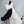 Load image into Gallery viewer, Cute panda plush coat yc50225