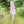 Load image into Gallery viewer, Onmyoji cosplay gradient wig yc23046

