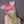 Load image into Gallery viewer, Elf girl gradient wig yc24786
